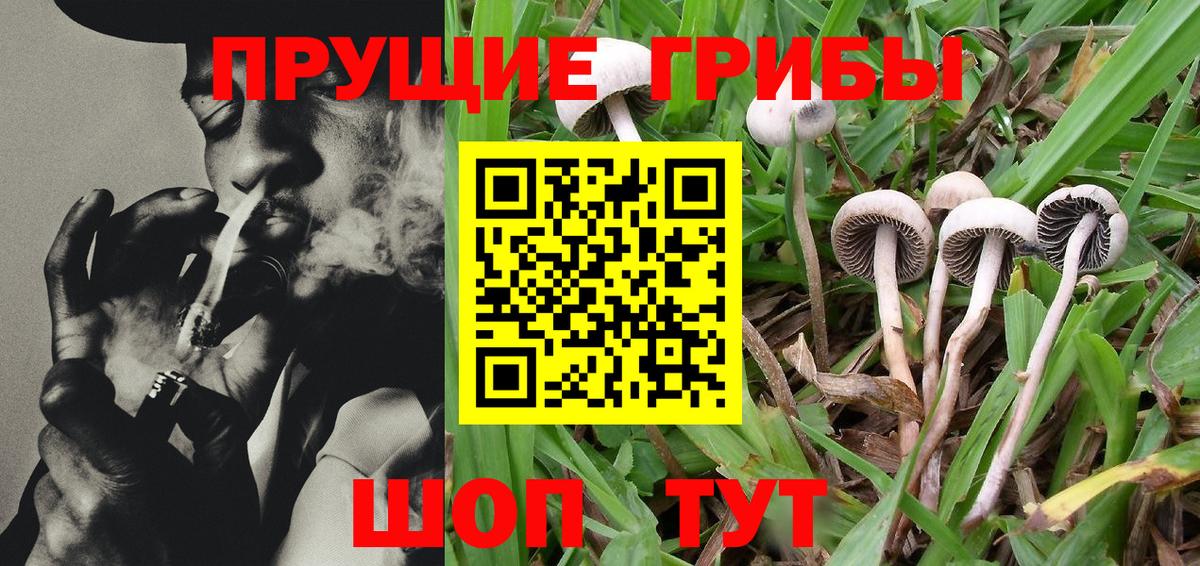 Псилоцибиновые грибы Cubensis Гай